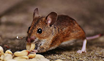 24 Hour & Emergency Exterminators in Lawrence, MA
